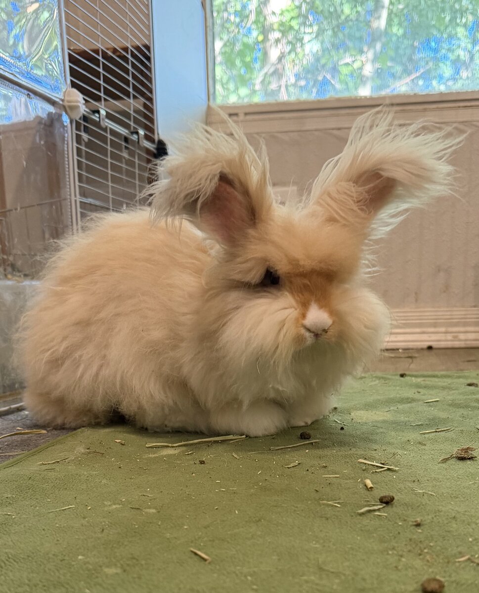 Buttercup, an Orange and Black Harlequin Classic English Angora