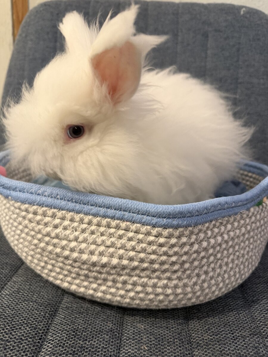 Casper, a Blue-Eyed White Full Face English Angora, sitting in a basket