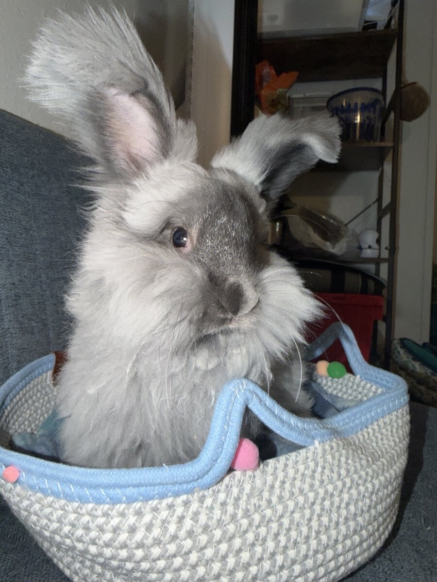 Miko, a Blue Grey Classic English Angora, sitting in a basket