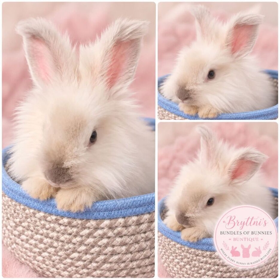 Olaf, a Pearl Classic English Angora