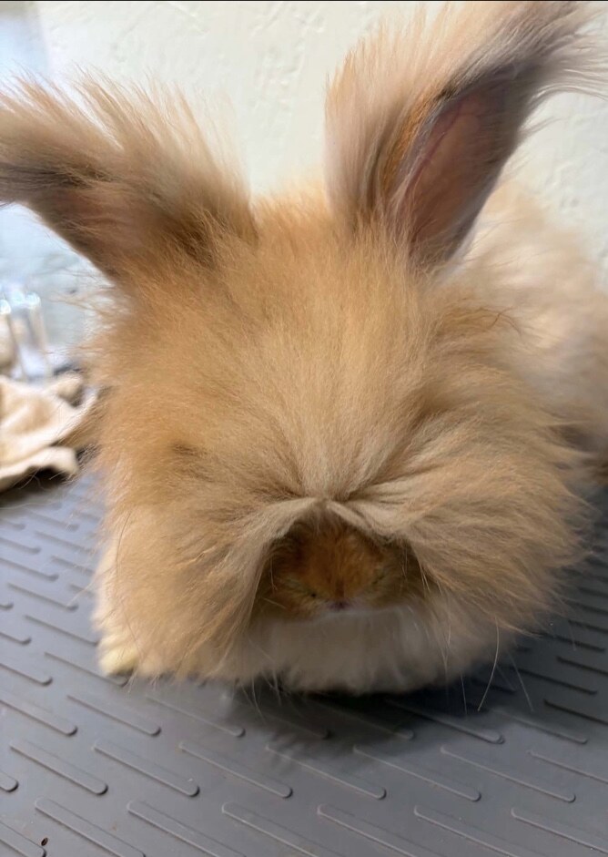Shakespeare, a Rufus Red Full Face English Angora