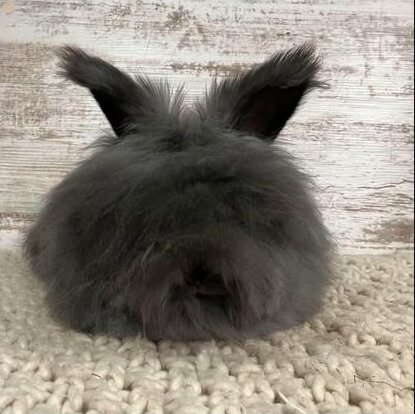 William, a Black Maxi Face English Angora